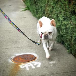 18645476_1706863116273231_4310418586876248064_n