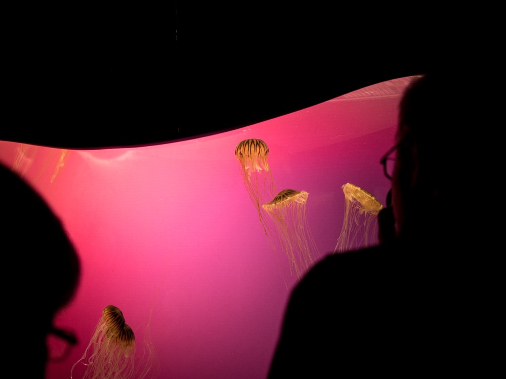 Jellyfish @ Shedd Aquarium
